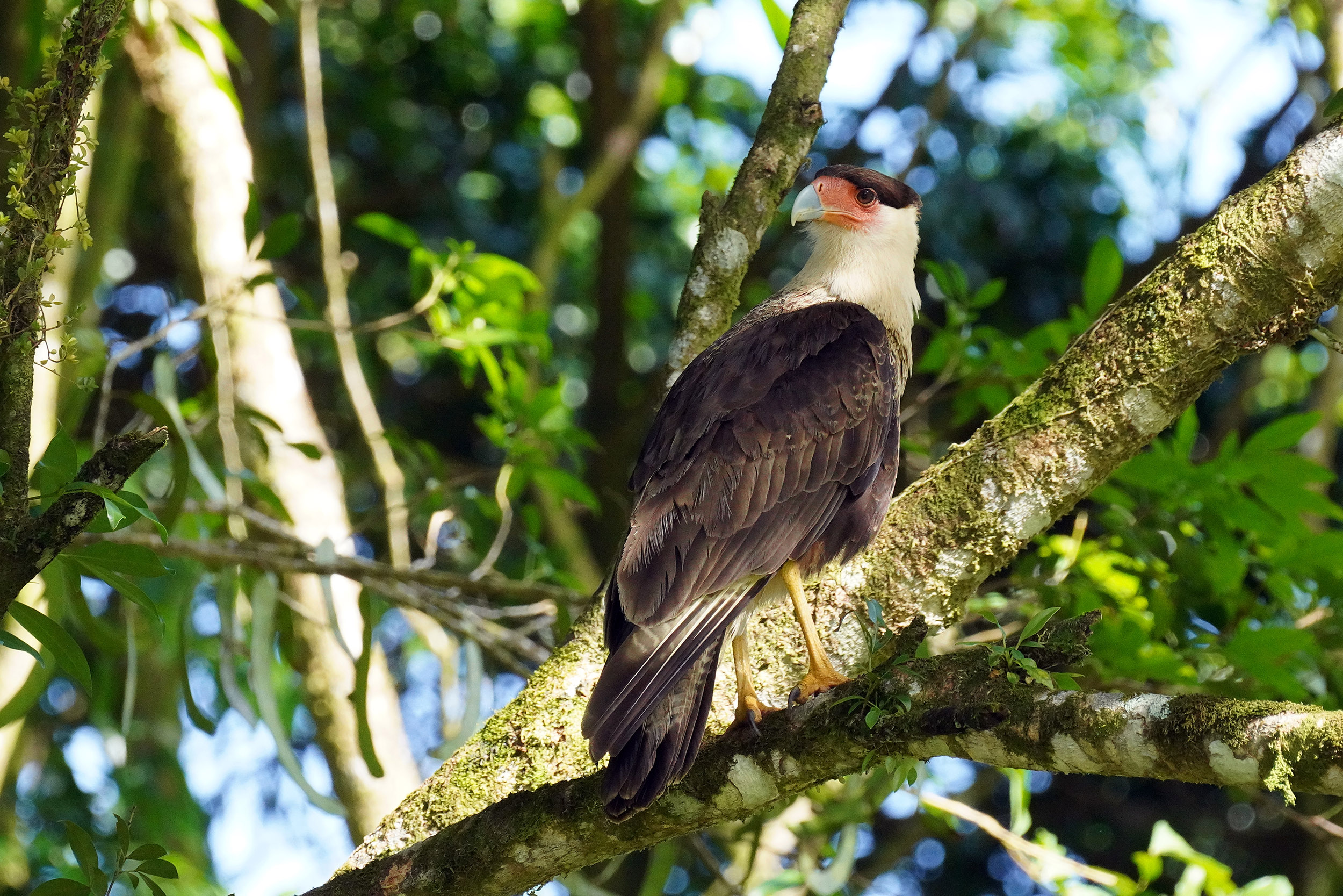 Costa Rica - Février 2025